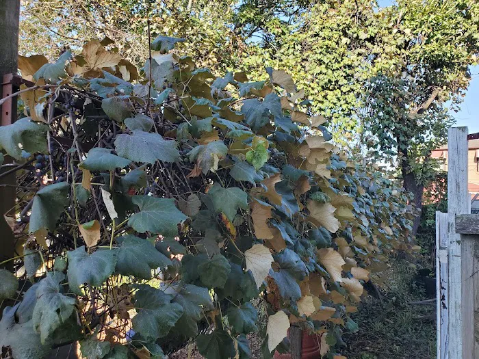 Jerome Gardens Picture 1