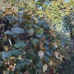 Jerome Gardens
