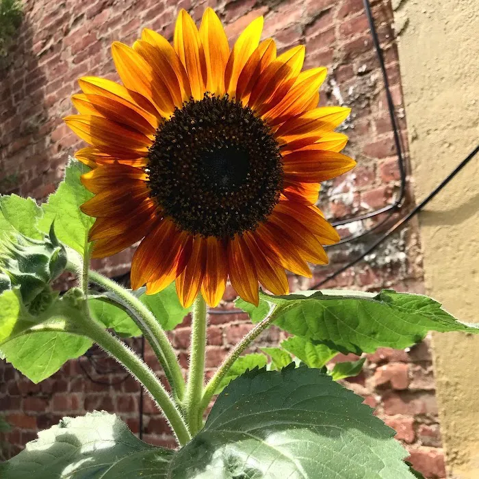 Hendrix Street Community Garden Picture 5