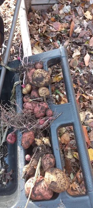 Ashford Street Abundant Garden Picture 3