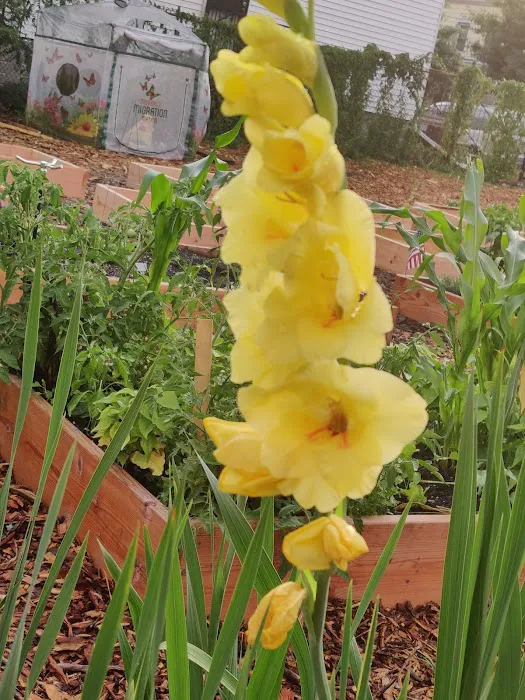 Jerome Glenmore Corner Stone Community Garden Picture 1
