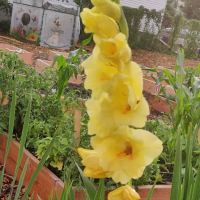 Jerome Glenmore Corner Stone Community Garden ico