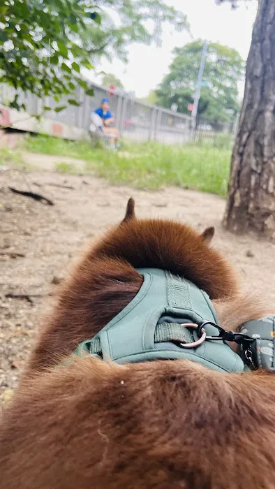 Dog Park Picture 6