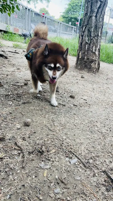 Dog Park Picture 2