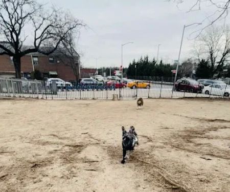 Dog Park