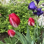 Ridgewood Community Garden