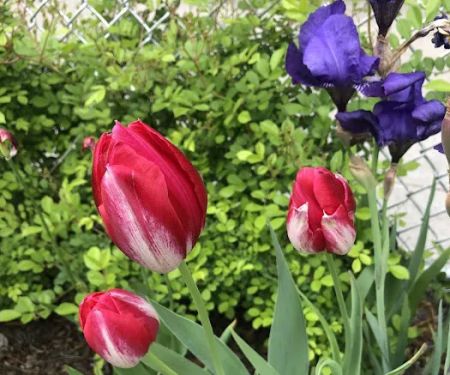 Ridgewood Community Garden