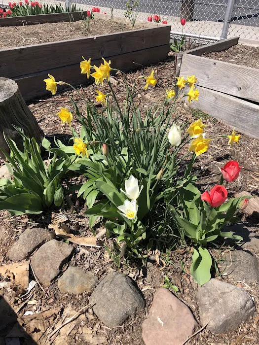 Ridgewood Community Garden Picture 6