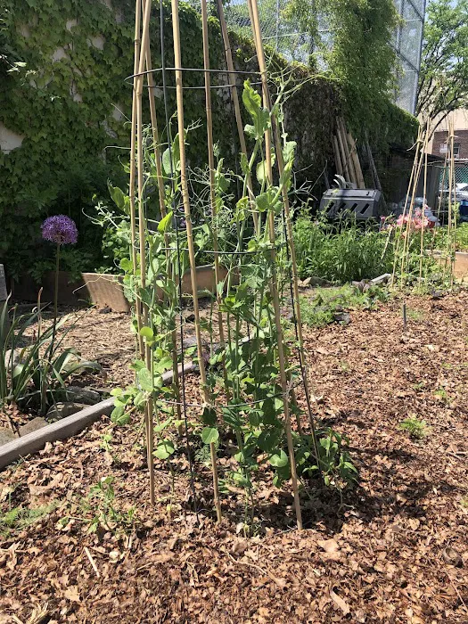 Ridgewood Community Garden Picture 2