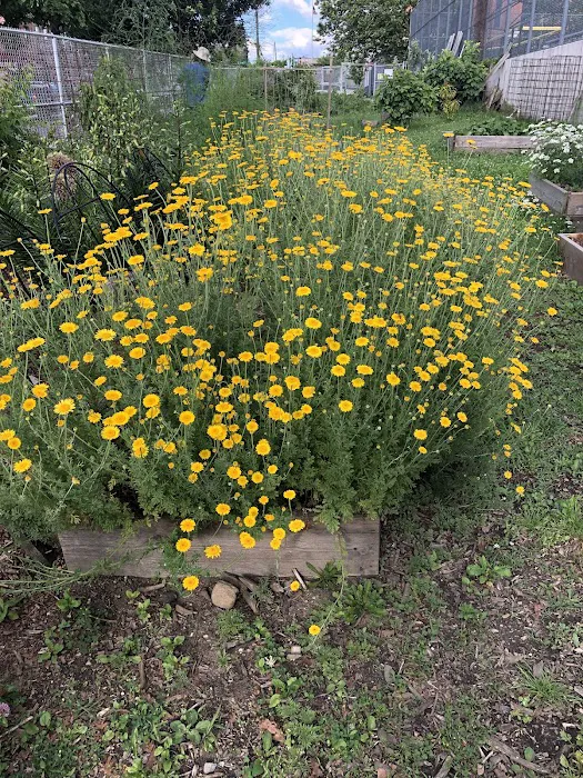 Ridgewood Community Garden Picture 5