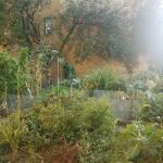 Granite Street Community Garden