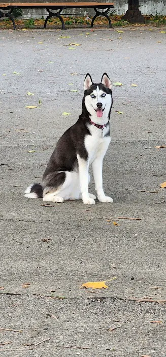 Sherry Dog Run Picture 10