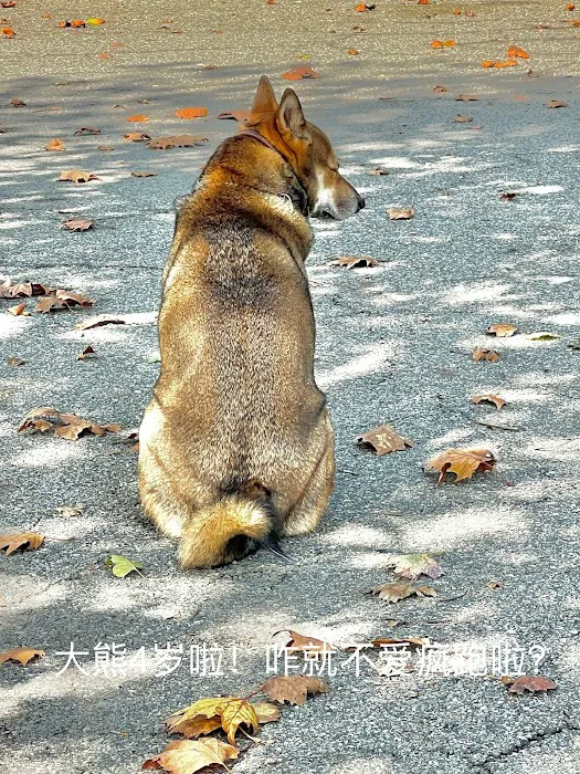 Sherry Dog Run Picture 5