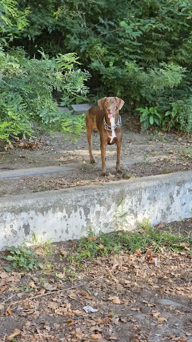 Sherry Dog Run Picture 6