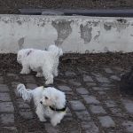 Sherry Dog Run