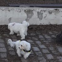 Sherry Dog Run ico