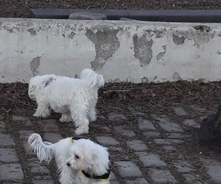 Sherry Dog Run