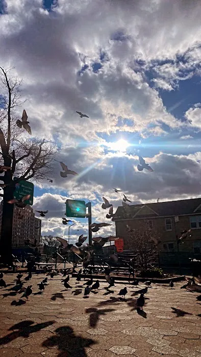 Pigeon Paradise Picture 4