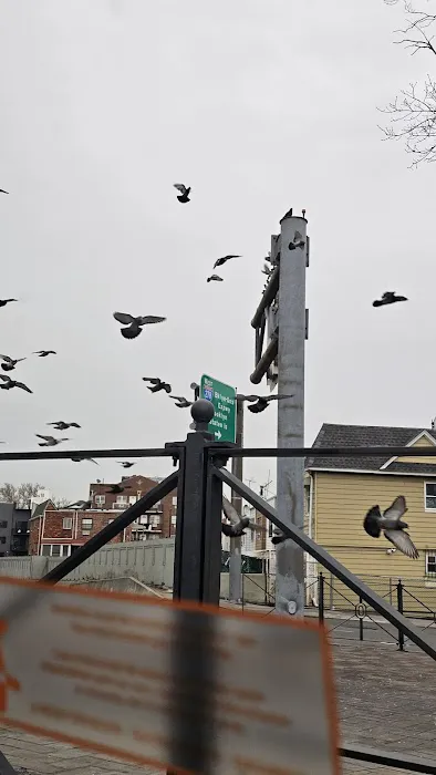 Pigeon Paradise Picture 5