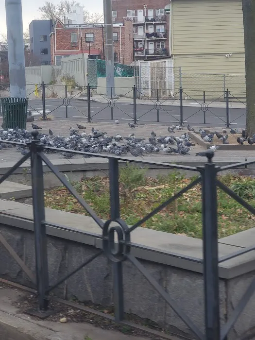Pigeon Paradise Picture 1
