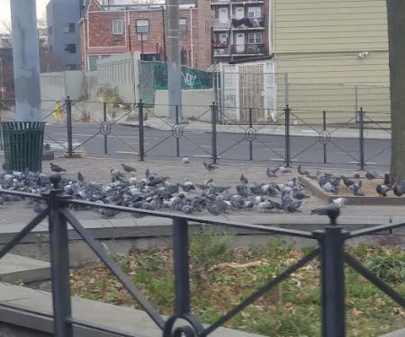 Pigeon Paradise