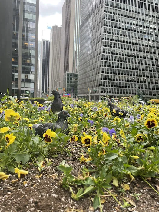Pigeon Paradise Picture 2