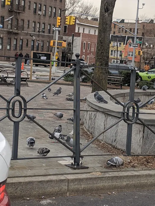 Pigeon Paradise Picture 10