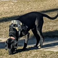 Chars Softball Veterans Memorial ico