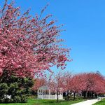 Riis Park
