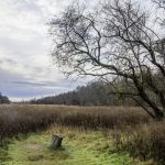 Marshlands Conservancy