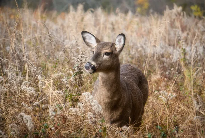 Marshlands Conservancy Picture 3