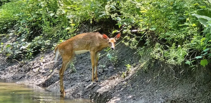 South County Trailway Picture 2