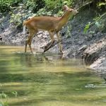 South County Trailway