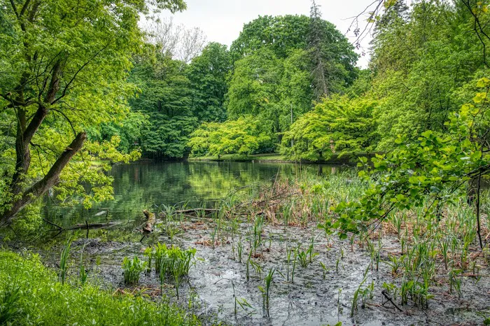 Hartsdale Duck Pond Picture 7