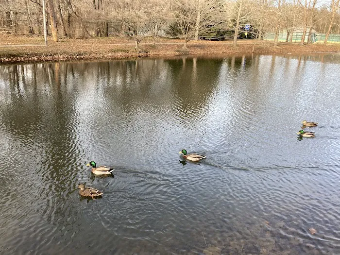 Hartsdale Duck Pond Picture 8