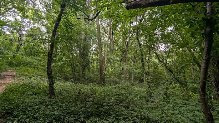 Raoul Wallenberg Forest Picture 1