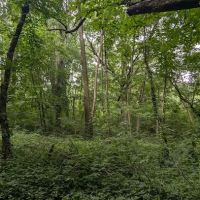 Raoul Wallenberg Forest ico