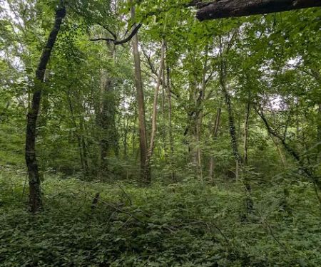Raoul Wallenberg Forest