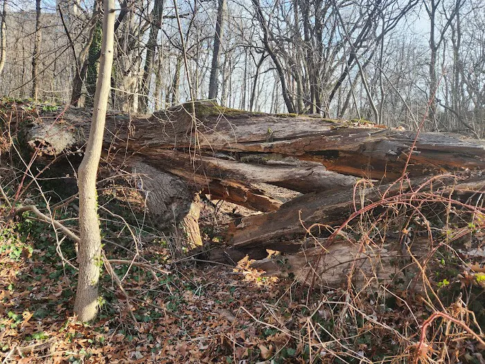Raoul Wallenberg Forest Picture 7