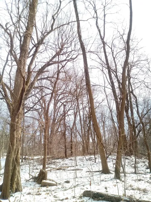 Raoul Wallenberg Forest Picture 2