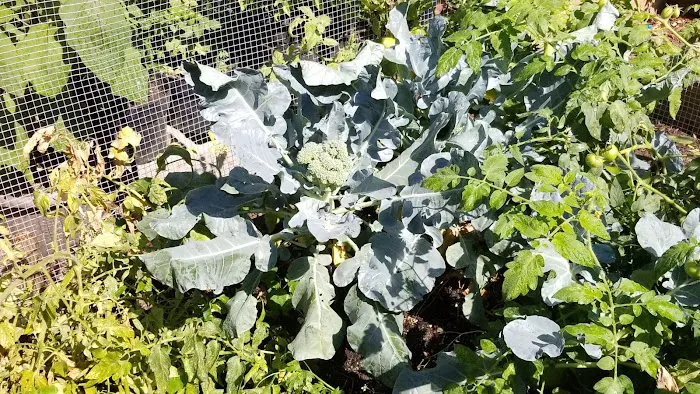 Green Patch on Walton Picture 6