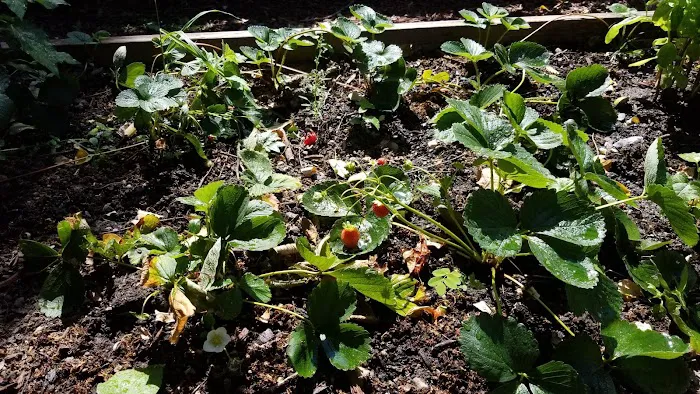 Green Patch on Walton Picture 10