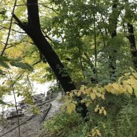 Sherman Creek ico