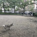 Highbridge Park Dog Run