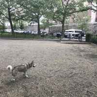 Highbridge Park Dog Run ico