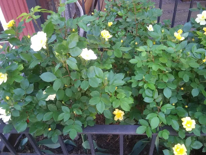 Pleasant Village Community Garden Picture 8