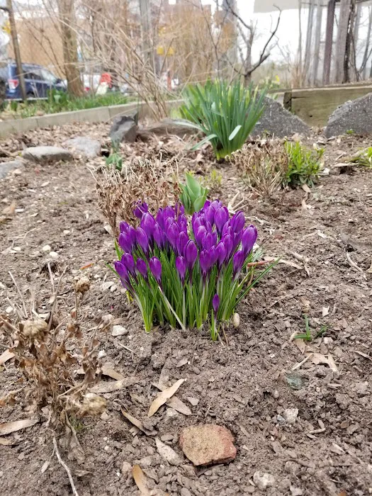 Pleasant Village Community Garden Picture 2
