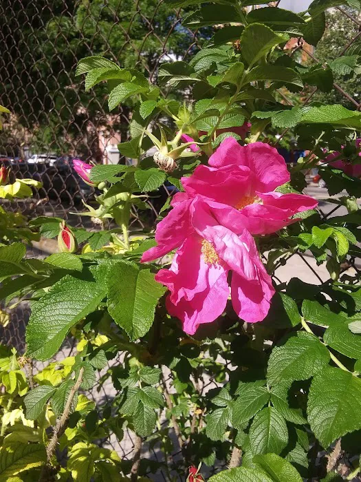 Pleasant Village Community Garden Picture 10