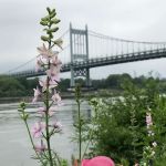 Native Plant Garden