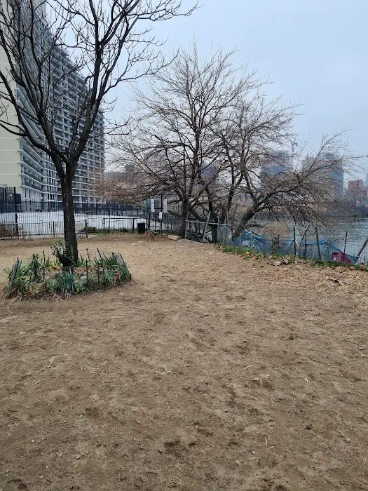 Bugsy's Dog Run Picture 5